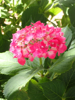 紫陽花　赤