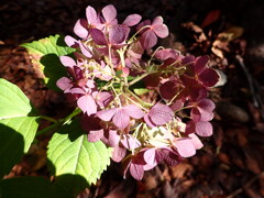 あじさい　陽を浴びて
