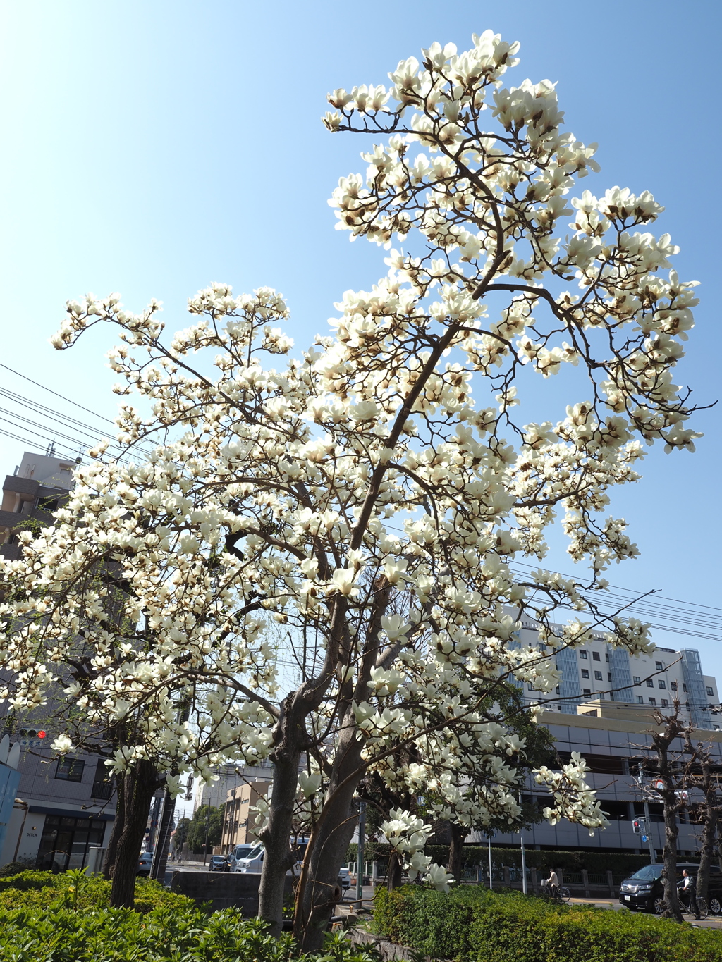 白花モクレン満開