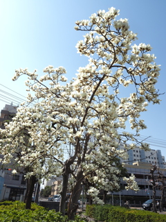 白花モクレン満開