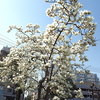 白花モクレン満開