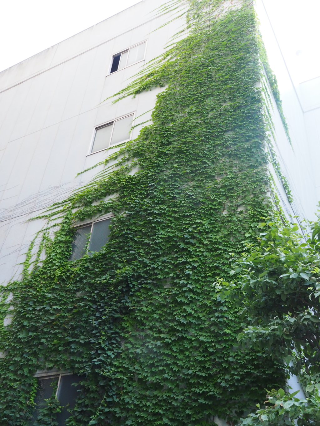 ビルの一隅を覆蔽う蔦