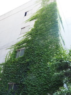 ビルの一隅を覆蔽う蔦