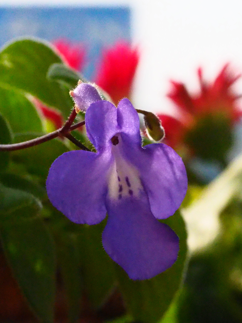 ガーベラと一緒に。