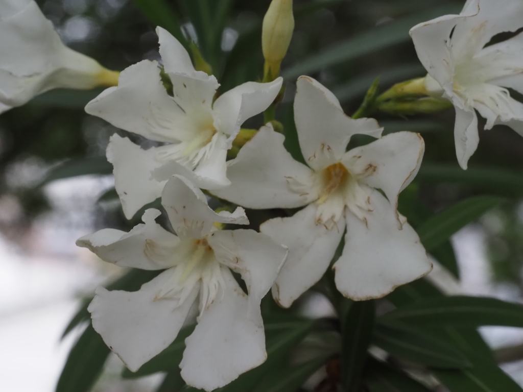 キョウチクトウ：白