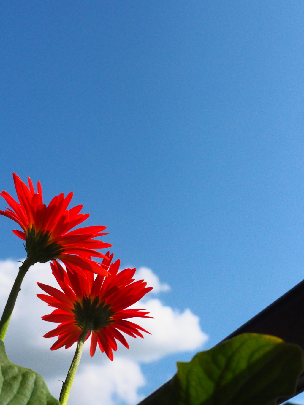 花と空；ガーベラ