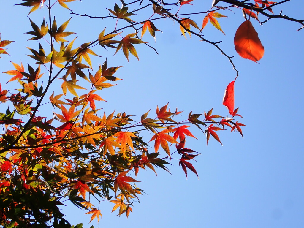 誰が一番きれい？