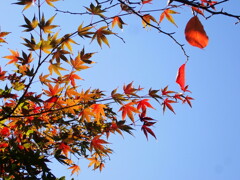 誰が一番きれい？