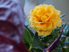 バラとピラカンサス