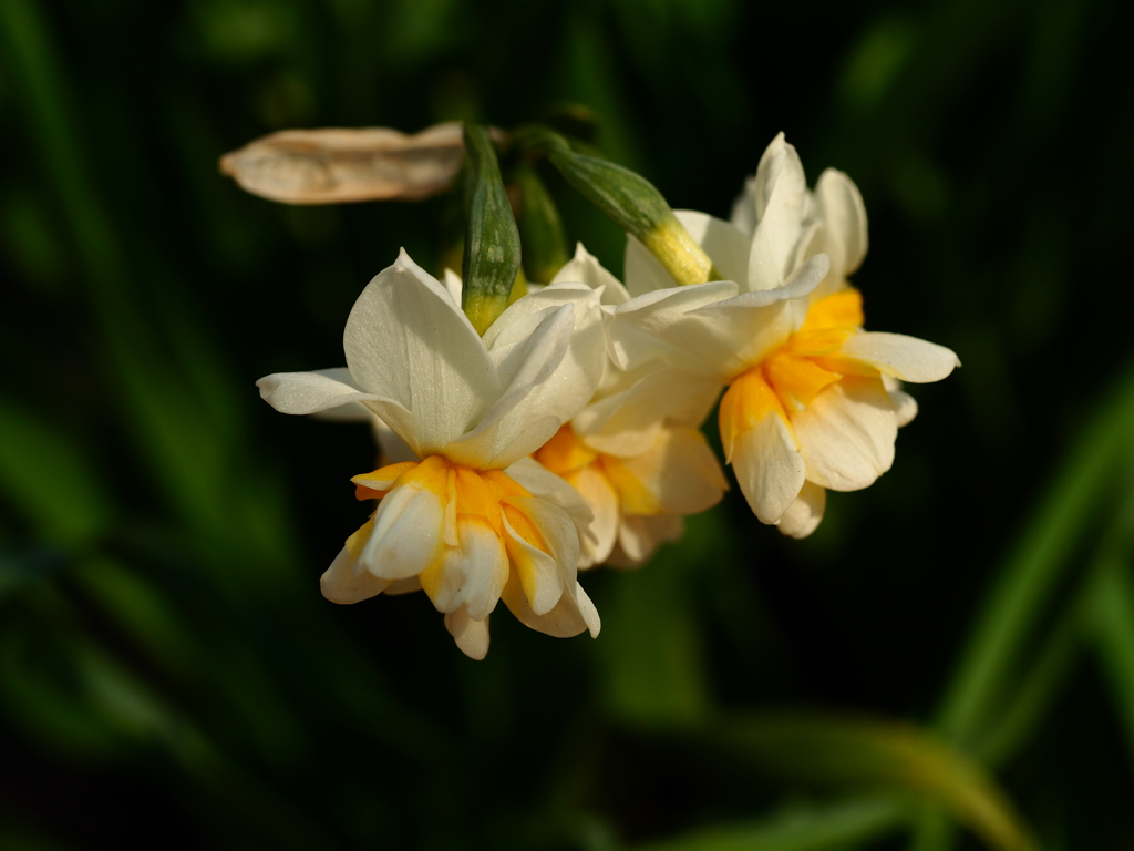 水仙満開