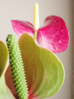 ピンクも咲きました。