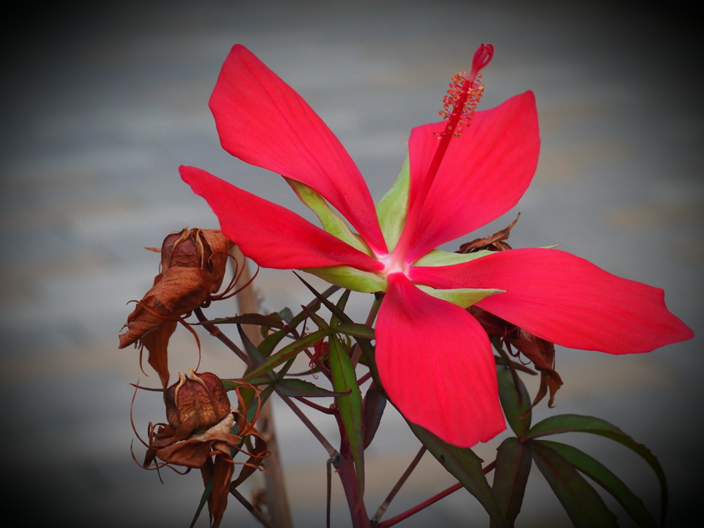 きれいに咲いています（モミジアオイ）