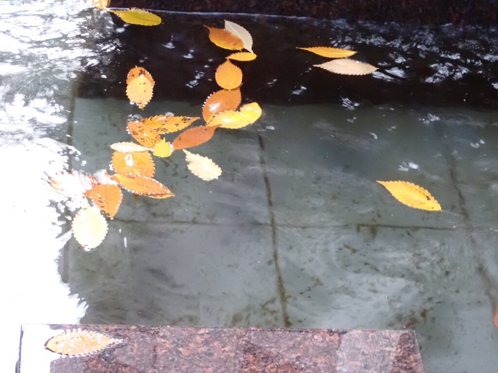 水に浮かんで