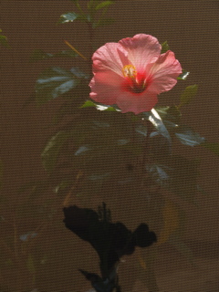 ハイビスカス、もう一輪咲きました