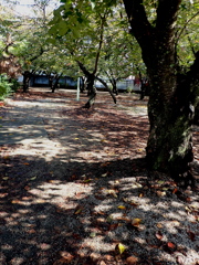 落ち葉と影 落ち葉と影