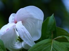 白い花；ハナミズキ
