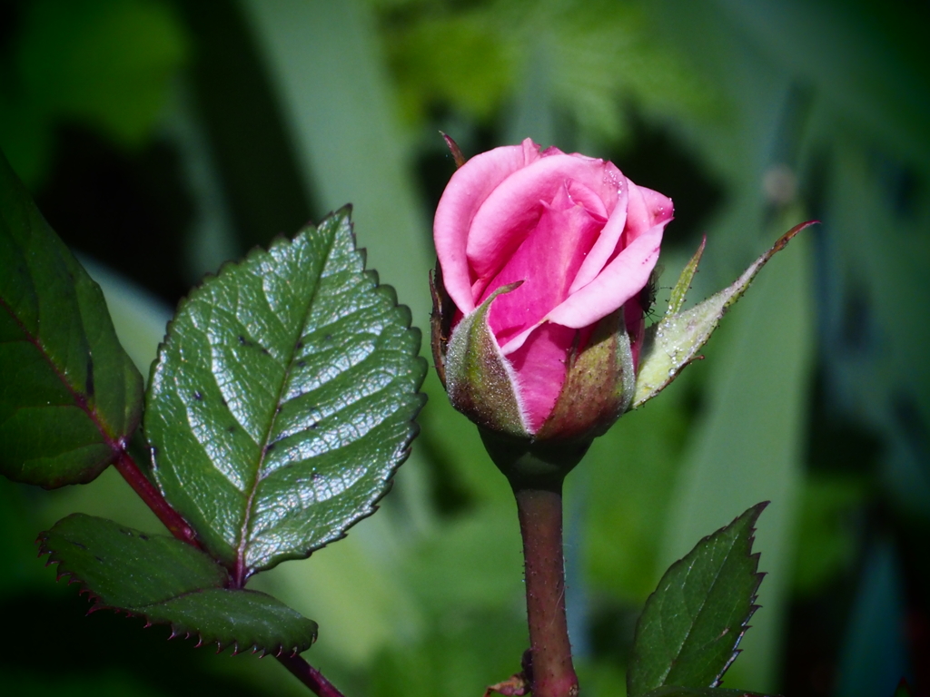 バラ、咲き始め