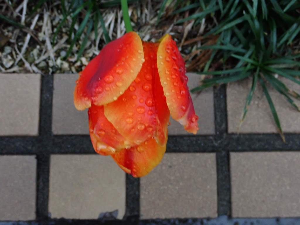 雨の日；チュリップ