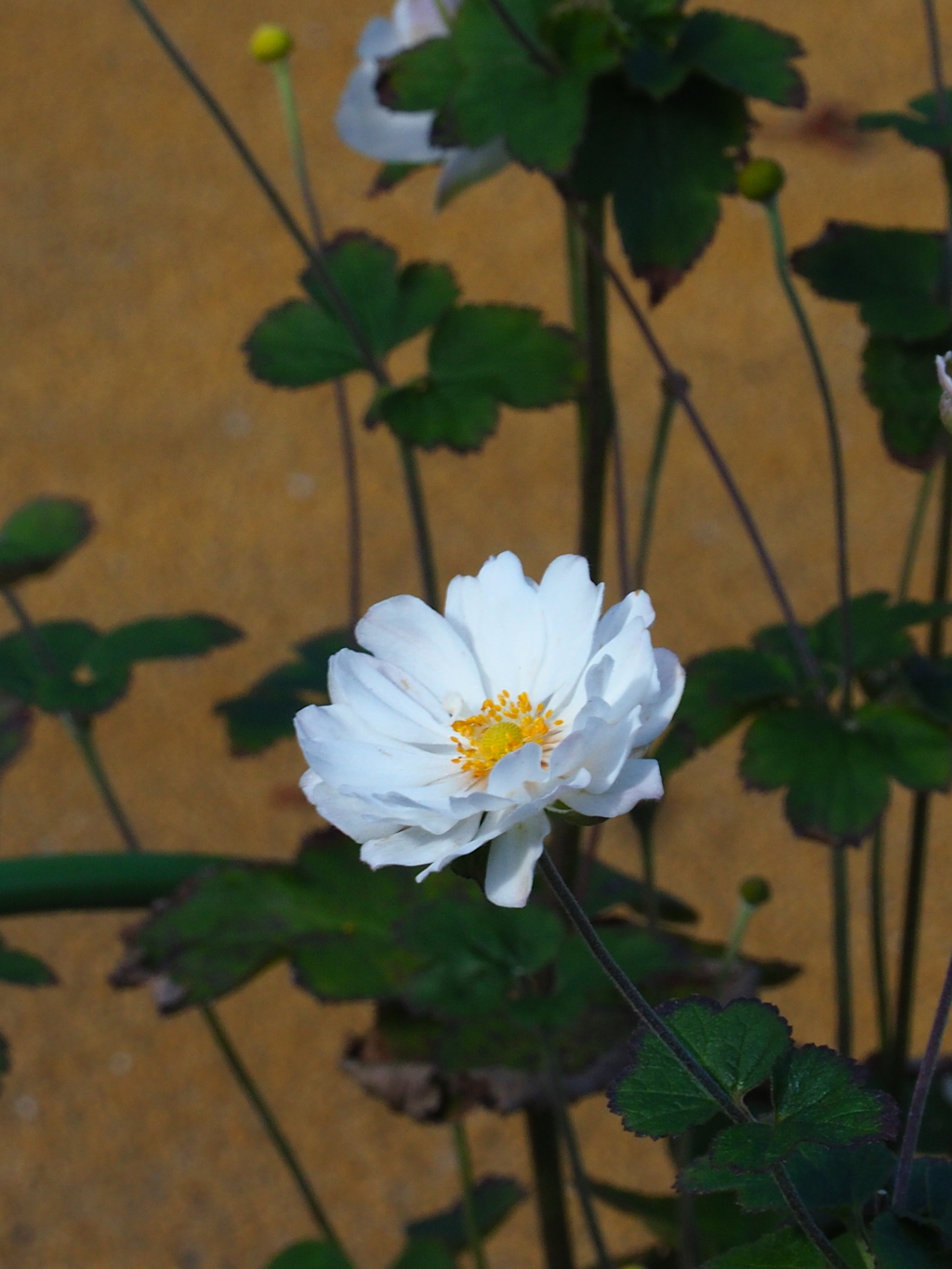 八重のシュウメイギク