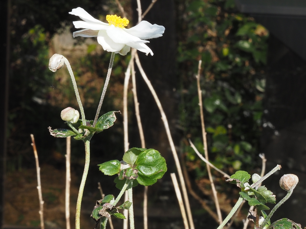  貴船菊