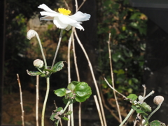  貴船菊