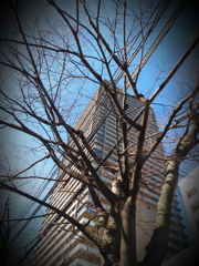 青空と樹と建物