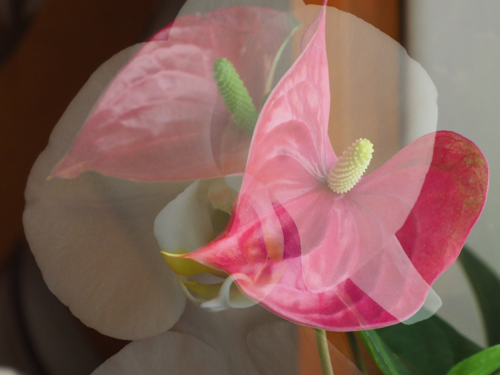 我が家の花