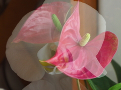我が家の花