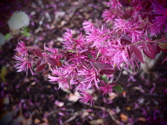 ピンクの花