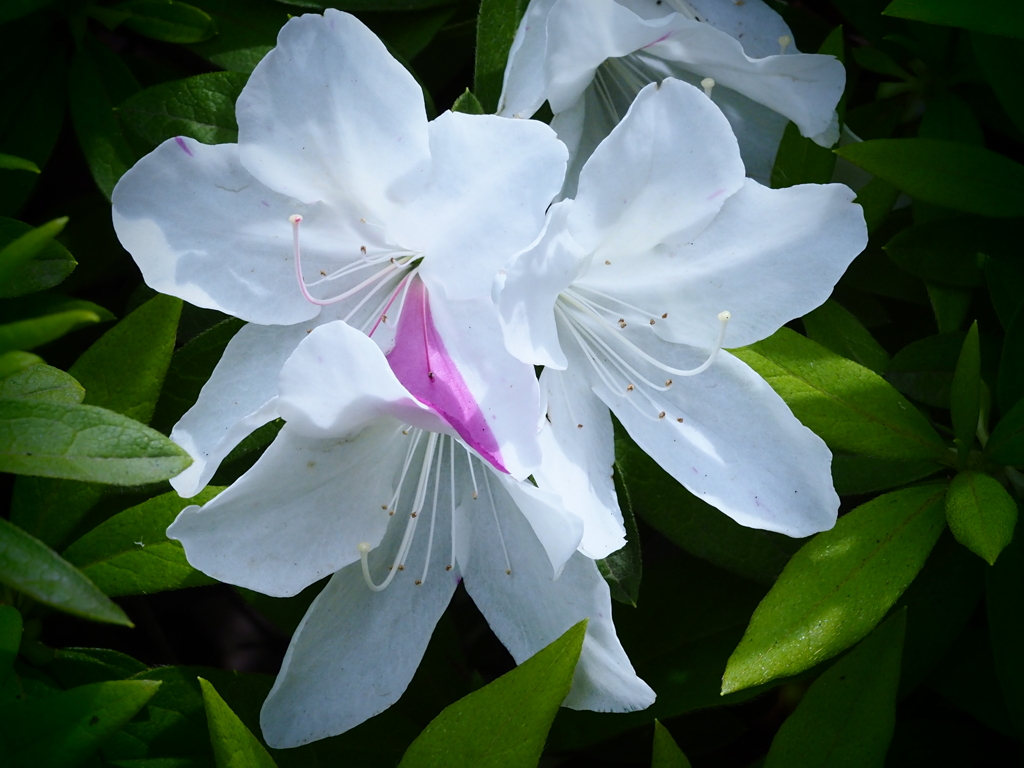 白い花に紅差して