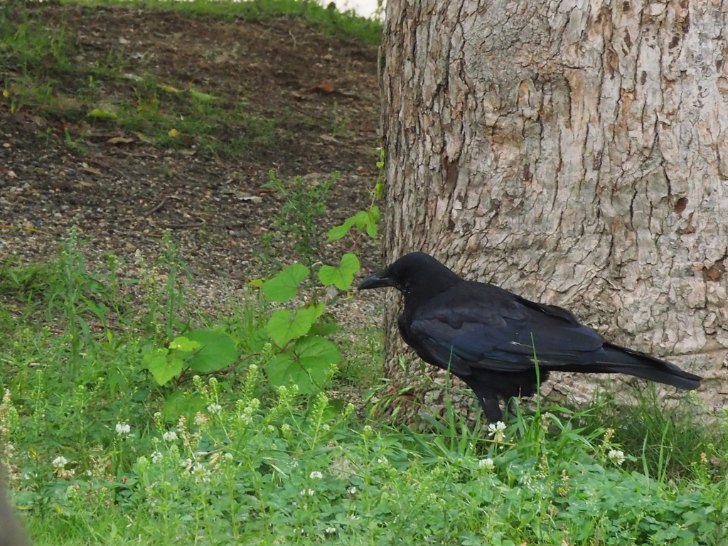 カラス　公園で