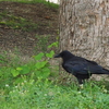 カラス　公園で