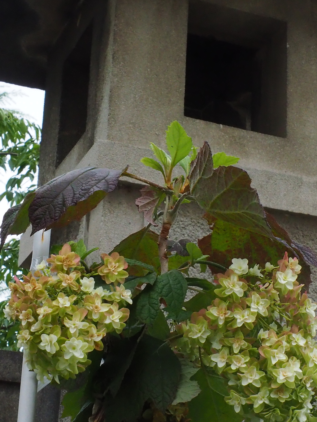 紫陽花と灯篭