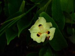 黄色の花