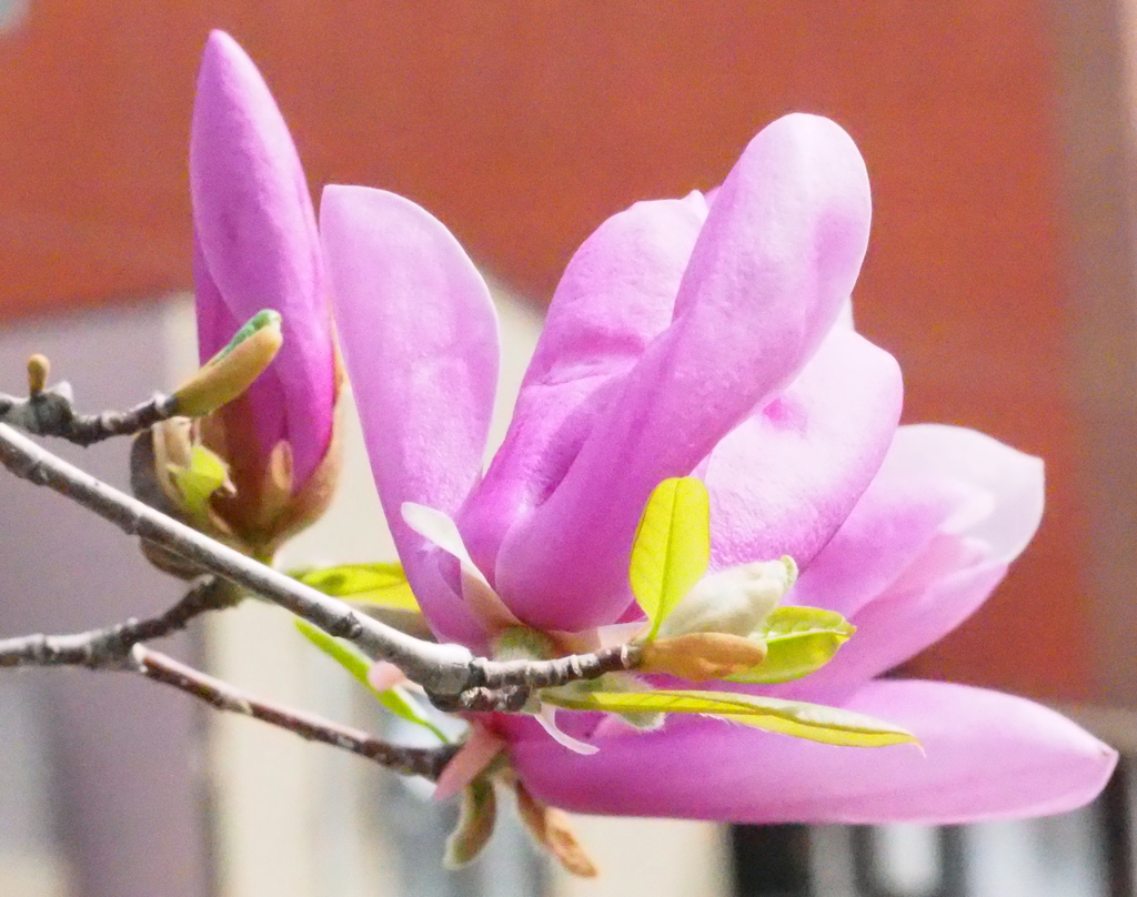 住宅街のモクレン