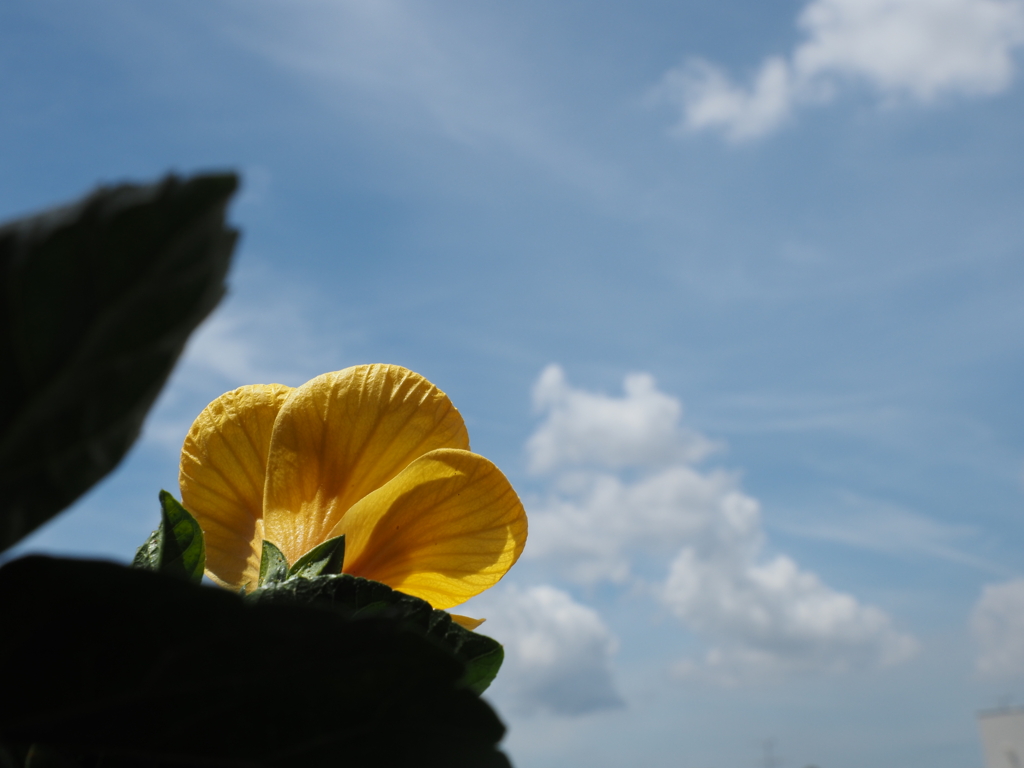 青空と花；今日は黄色