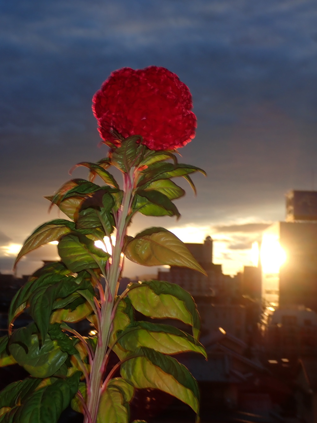 夕焼け