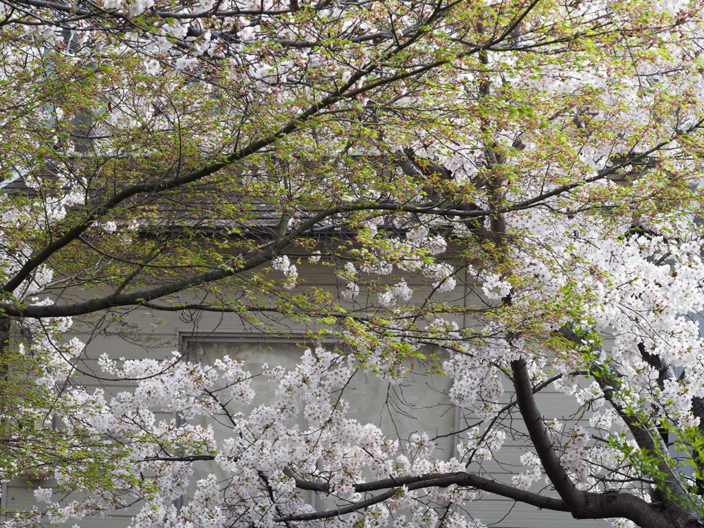 新芽と桜