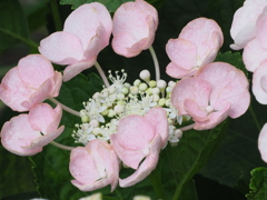 ピンクに囲まれた白い真花