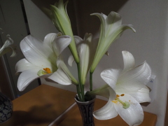 百合の花（２）