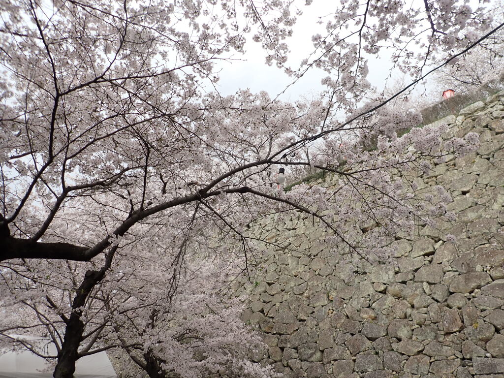 石垣と桜
