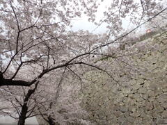 石垣と桜