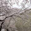 石垣と桜