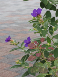 花と葉