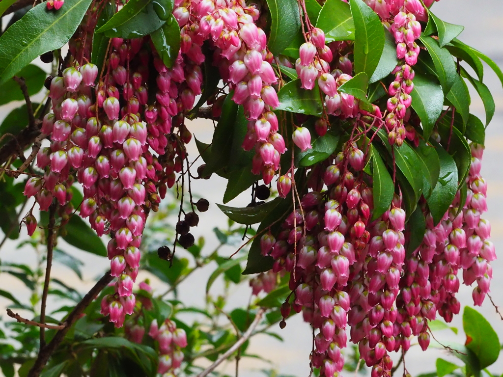 かわいい花、すずなり