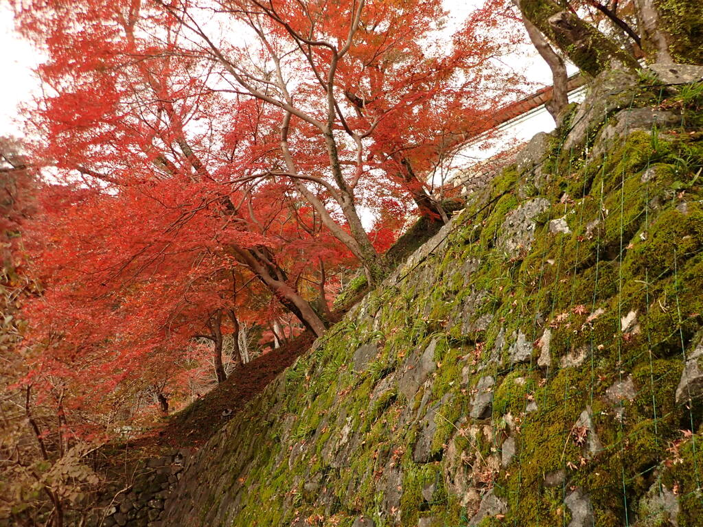 長谷寺；苔と紅葉