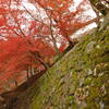 長谷寺；苔と紅葉