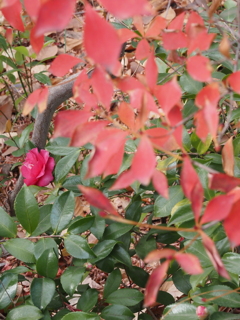 紅葉と花