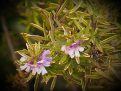 小さなピンクの花