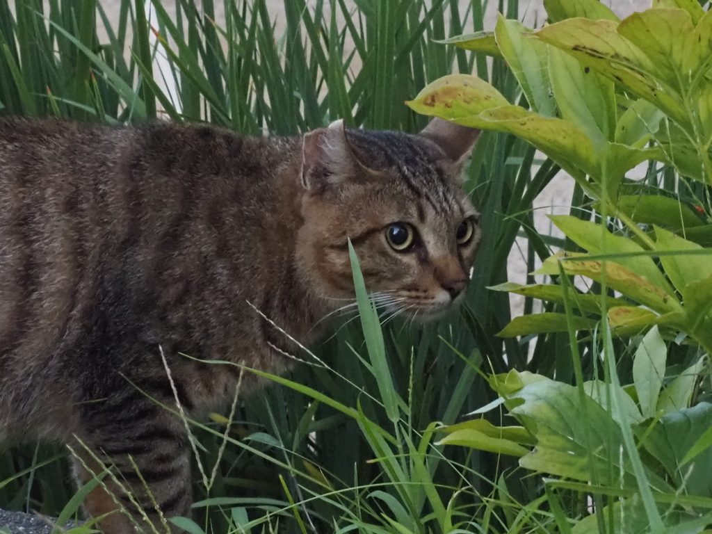 猫（２）